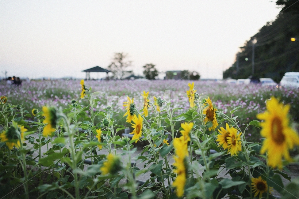 해바라기,해질녘,일몰,가을꽃,노을,해바라기밭,꽃,가을나들이,나들이,감성사진,plant,flower,blossom,식물,자연,plants,nature,꽃,flower