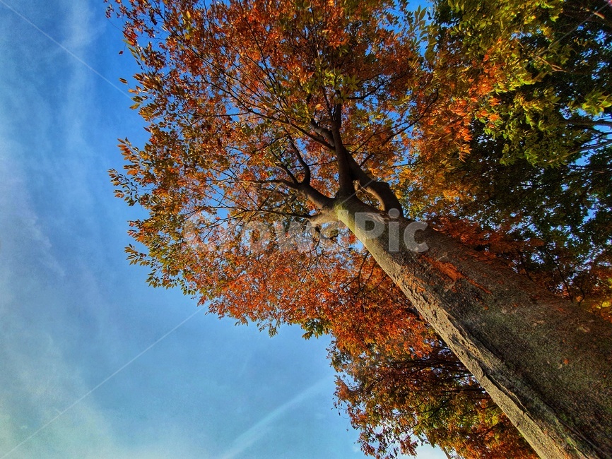 tree,나무,plant,식물,leaf,잎,treetrunk,나무줄기,가을,계절,fall,autumn,season,식물,자연,plants,nature,나무,trees,wood,tree trunk,나무 줄기