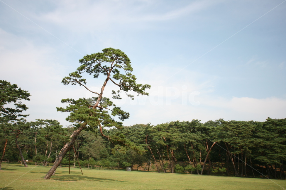 풍경,소나무,하늘,자연,공원,고요함,힐링,자연,풍경,nature,landscape,식물,plants,나무,trees,wood,tree,plant,grass,잔디,tree trunk,나무 줄기