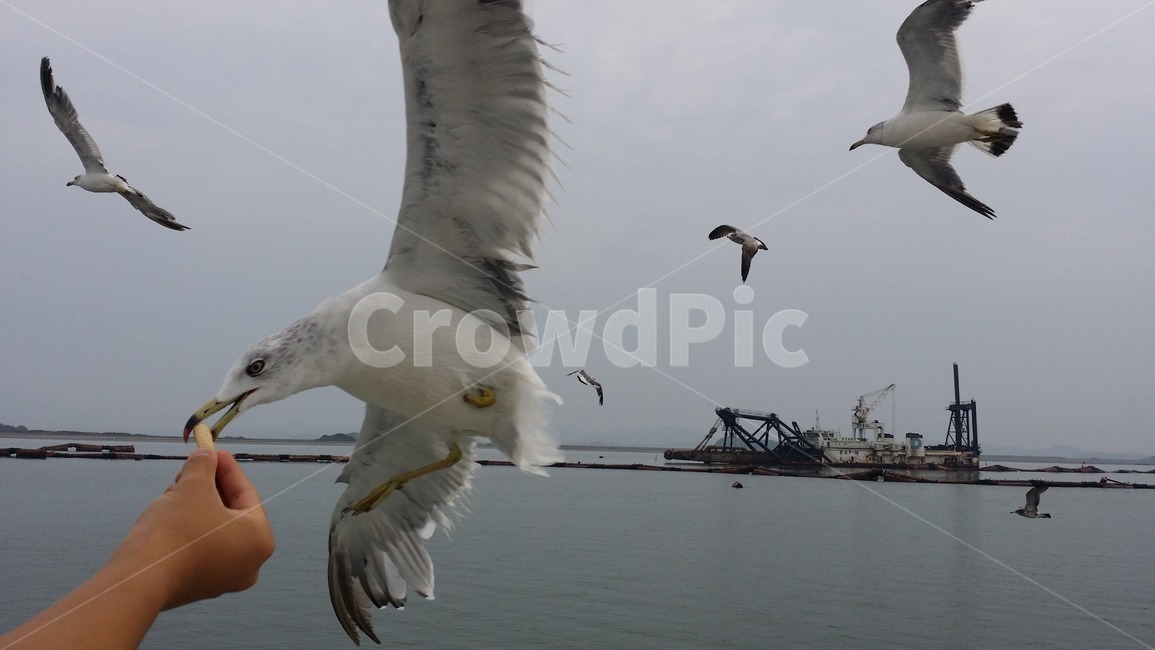 갈매기,새,동물,먹이,자연,바다,조류,새우깡,bird