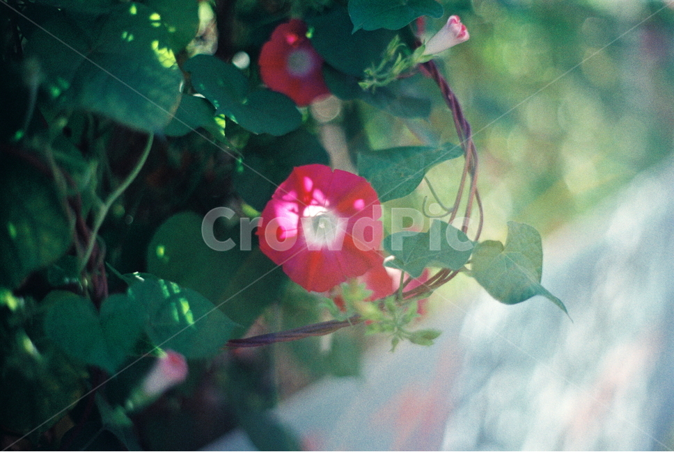 여름끝,가을시작,나팔꽃,꽃,가을,식물,자연,plants,nature,꽃,flower