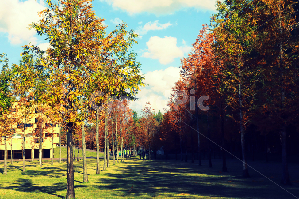 하늘,가을,나무,외국풍경,가을단풍,가을,계절,fall,autumn,season,tree,plant,식물