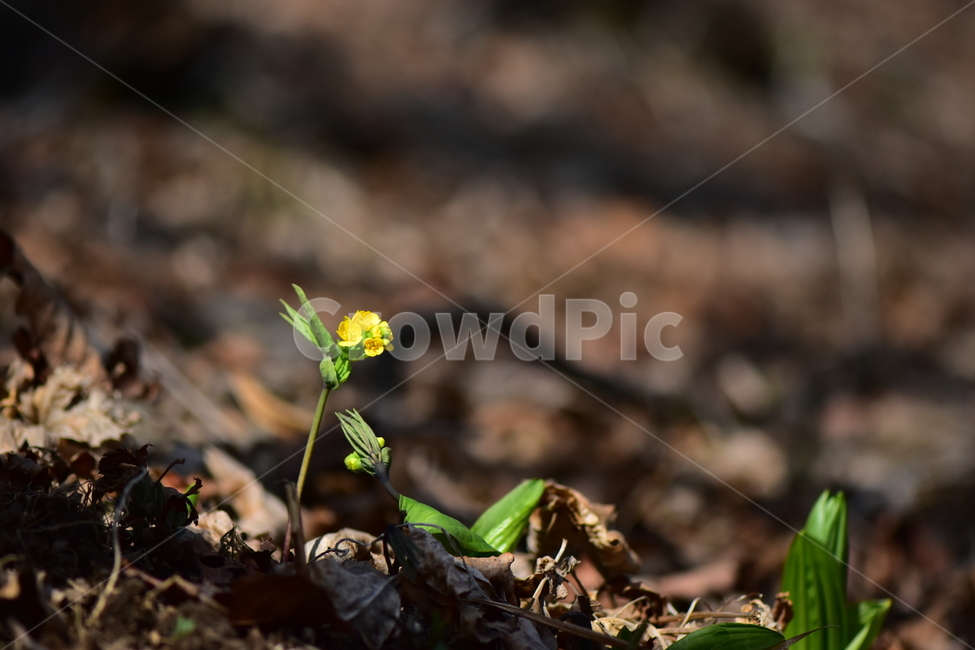 한계령풀,야생화,봄,꽃,풀꽃,자연,식물,식생,plants,nature,spring,season,flower