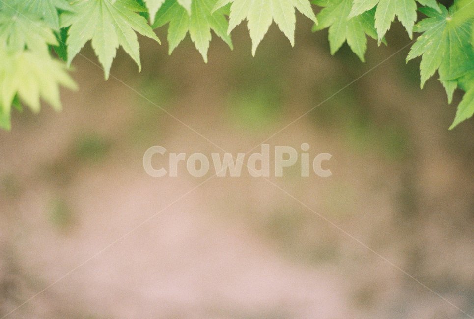 손가락,나뭇잎,단풍잎,나뭇잎둘레,초록단풍잎,식물,자연,plants,nature,감성,sensible,feeling