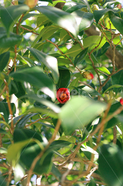 plant,식물,동백꽃,겨울,동백,꽃,flower,nature,자연,camellia,초록