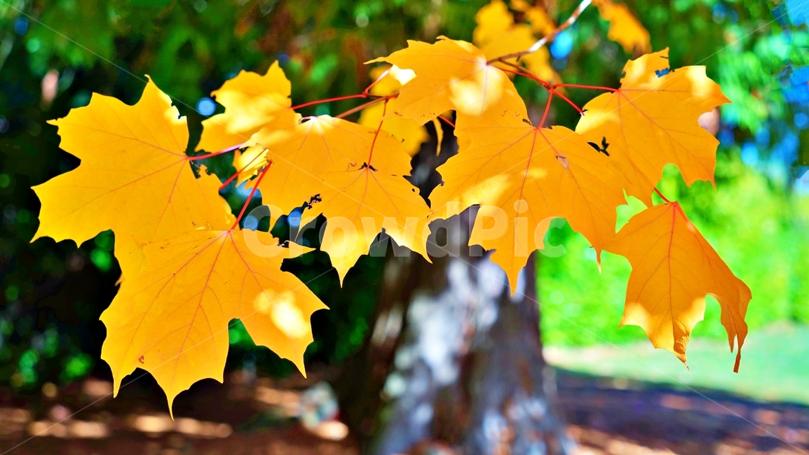 단풍,잎,단풍잎,autumnleaves,tree