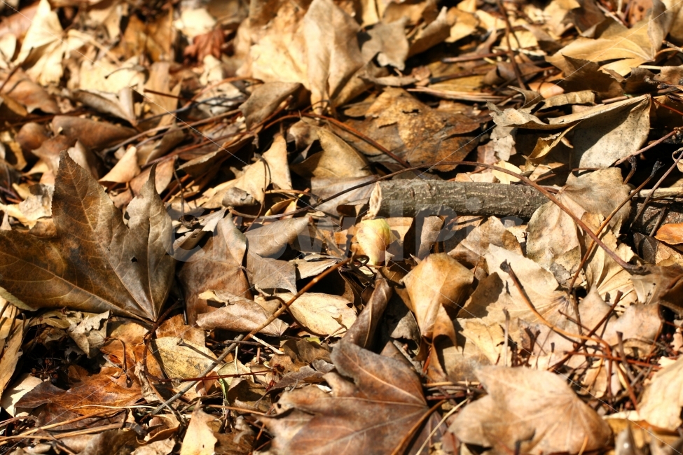 낙엽,자연,가을,여행,모험,식물,자연,plants,nature,가을,계절,fall,autumn,season,leaf,잎,plant,ground,바닥