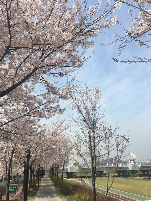 벚꽃,봄,하늘,겹벚꽃,꽃,나무,벚꽃나무,구름,파란하늘,공원,봄,계절,spring,season,자연,풍경,nature,landscape,plant,식물,blossom,flower