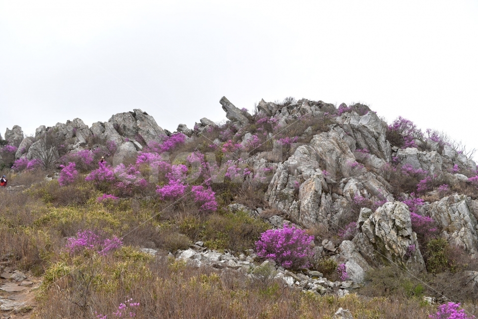 주작산,덕룡산,진달래,풍경,기암,바위,비경,봄풍경,분홍색,진달래꽃,강진,명산,산행,등산,마운틴,자연,풍경,nature,landscape,봄,계절,spring,season,plant,식물