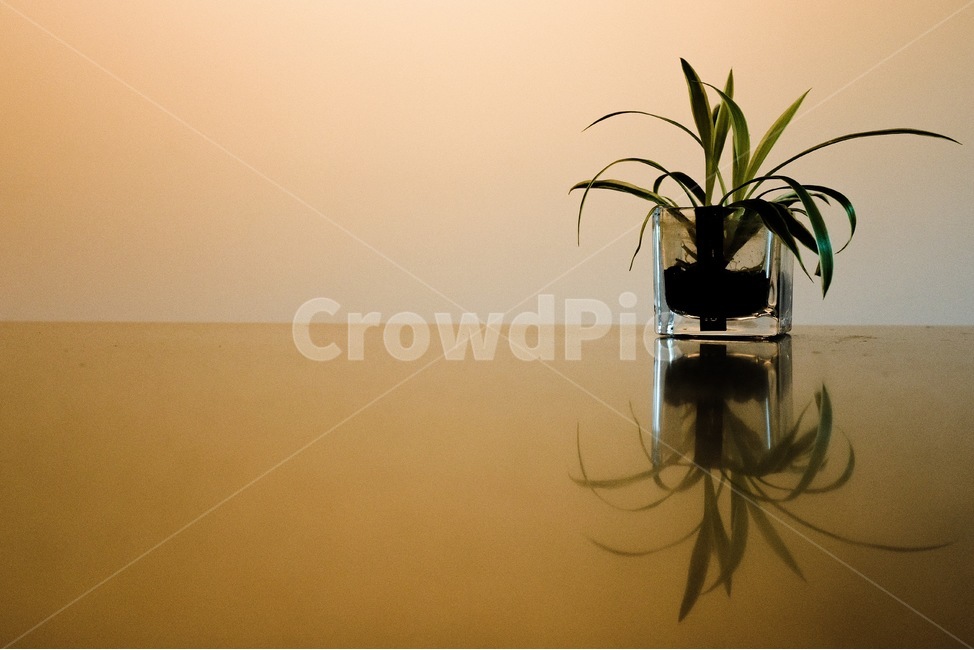 꽃,카페,flower,cafe,식물