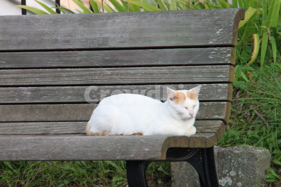 고양이,낮잠,벤치,동물,cat