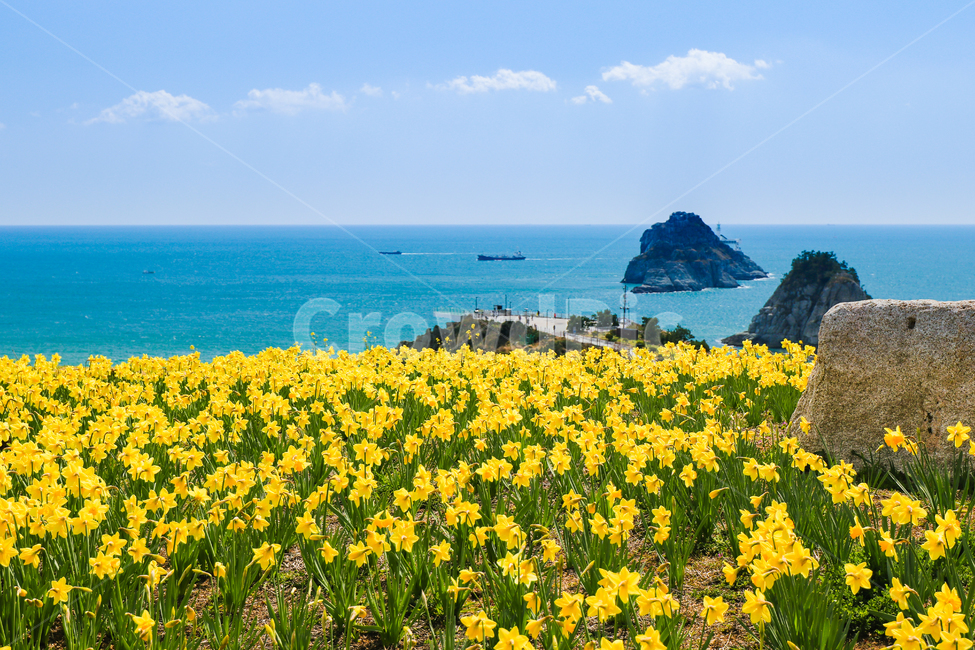 nature,자연,outdoors,옥외,land,나라,ocean,대양,water,물,sea,바다,풍경,landscape,유채꽃,rapeblossoms