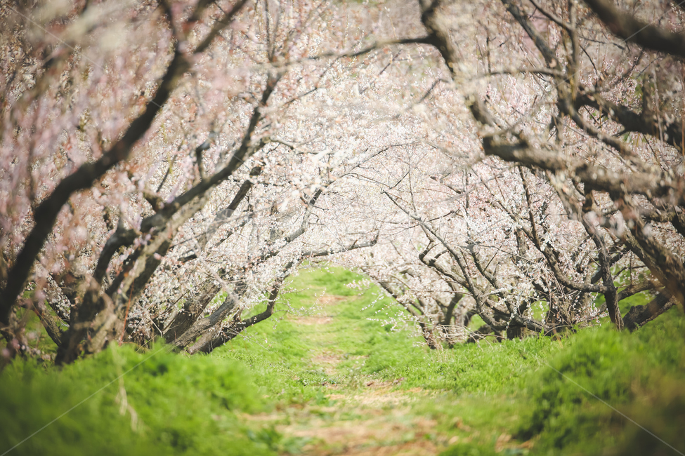 매화,봄,매화터널,터널길,꽃,봄,계절,spring,season,자연,풍경,nature,landscape,plant,식물