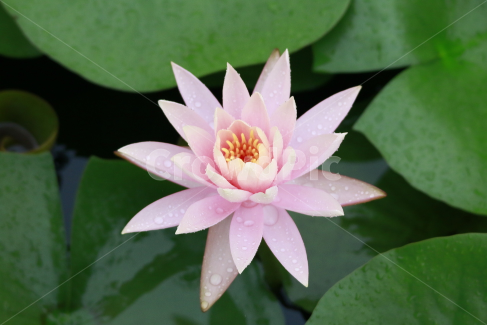 수련,연꽃,여름,가을,꽃