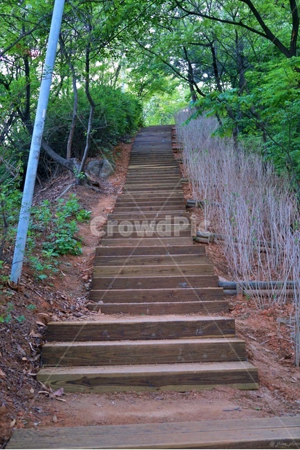 숲,숲길,계단,산,자연,오솔길,풀,뒷동산,뒷산,path,forest,mountain,nature,stair,stairs