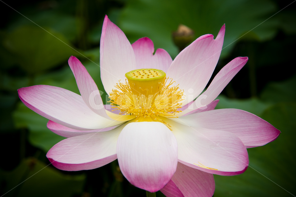 꽃,연꽃,flower,봄,자연,spring,순수,순정,감성사진,연근,식물