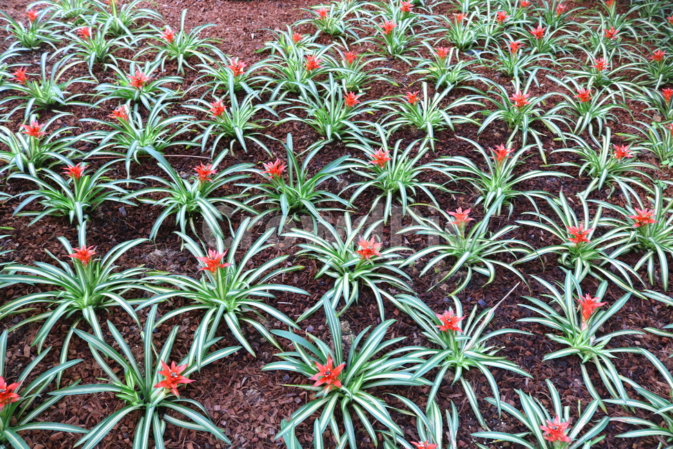 꽃,식물,구즈마니아,아나나스,파인애플과,관엽식물,자연,식물원,식물,자연,plants,nature,꽃,flower
