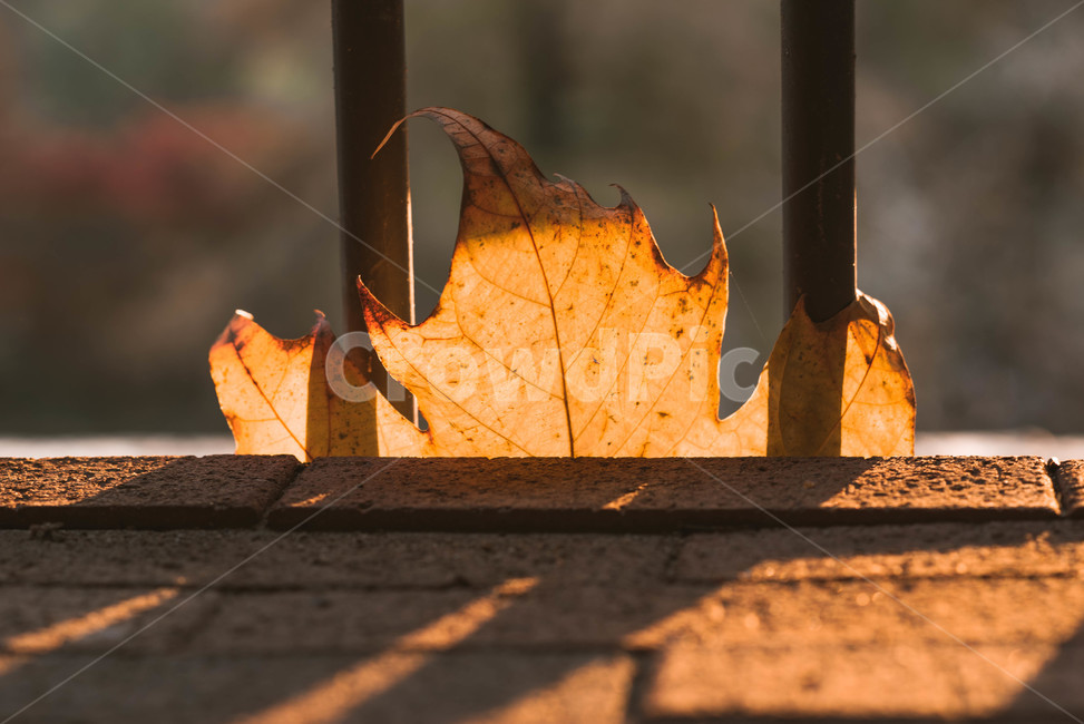 가을,배경,가을느낌,자연,자연풍경,가을배경,plant,식물,leaf,잎,tree,나무,가을,계절,fall,autumn,season,식물,자연,plants,nature