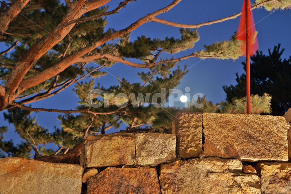 보름달,깃발,성벽,화성,수원,팔달산,야경,야경,밤,풍경,nightscape,night,landscape,tree,나무,plant,식물