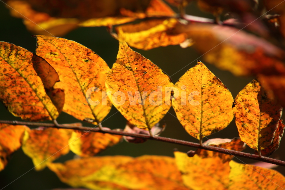 단풍,잎,가을,redleaves,leaf,가을,계절,fall,autumn,season