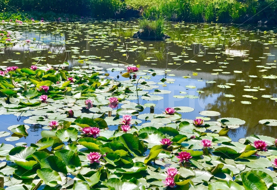 pond,nature,No correction,jeju island,Lotus