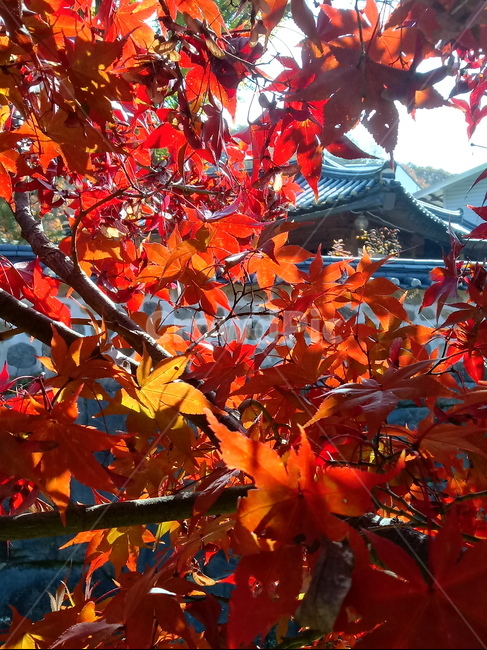 낙엽,단풍,落葉,leaves,나뭇잎,단풍나무,식물,maple,낙엽활엽관목,잎,계절,가을,자연,풍경,outdoors,옥외,fallautumnseason,naturelandscape,풍경사진,기와,절,고궁,담장,가을,계절,fall,autumn,season,leaf,plant,tree,나무