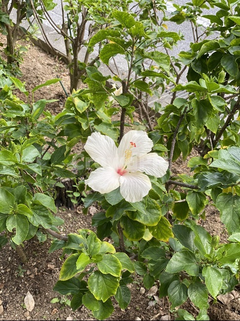 plant,식물,flower,garden,꽃,화단,정원,히비스커스,hibiscus,식물,자연,plants,nature,꽃,flower