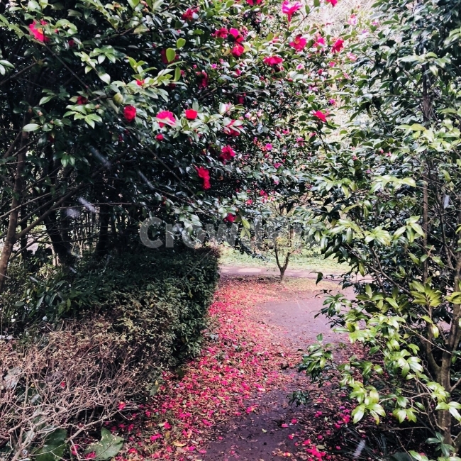 카멜리아힐,제주,여행,동백꽃,겨울,꽃,자연,풍경,식물,자연,plants,nature,나무,trees,wood