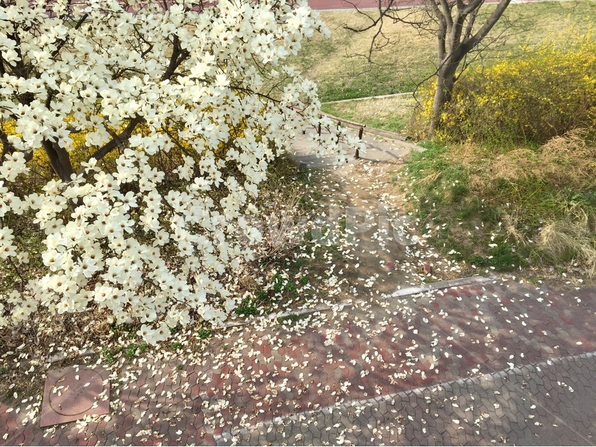 목련,개나리,봄,꽃,spring,봄,계절,spring,season,식물,자연,plants,nature,꽃,flower