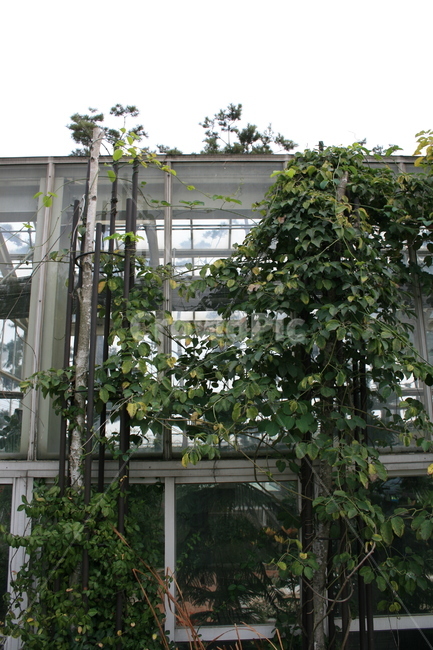 넝쿨,건물,온실,식물,plant,식물,자연,plants,nature