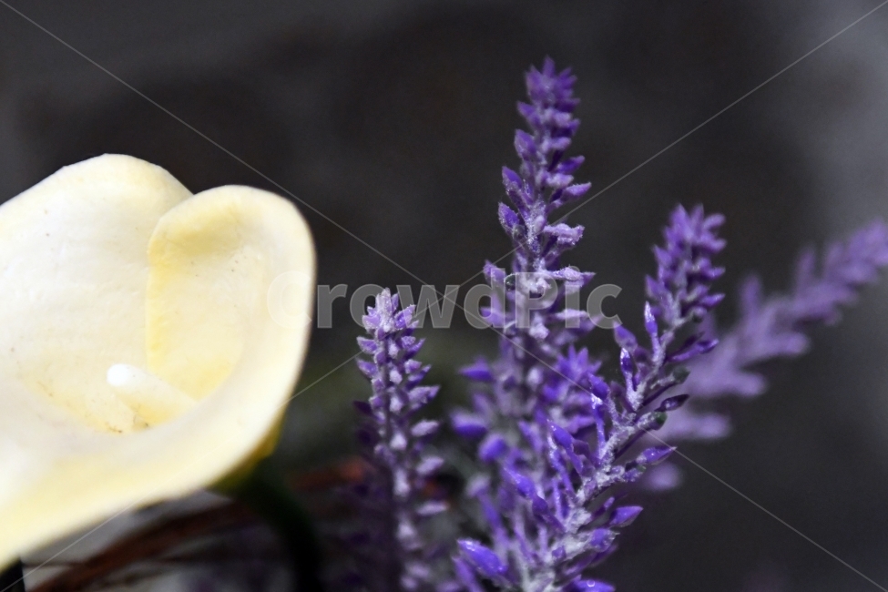 생명,자연,생물,환경,녹색,잎,잎사귀,나뭇잎,물방울,이슬,식물,plants,natrue,보라,식물,자연,plants,nature,꽃,flower