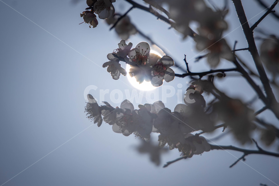 해,매화,꽃,역광,몽환,봄,계절,spring,season,식물,자연,plants,nature,꽃,flower,plant