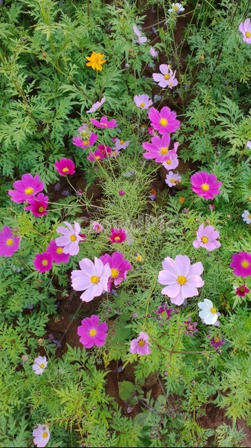 blossom,geranium,pottery,식물,plant,꽃,flower,가을,코스모스