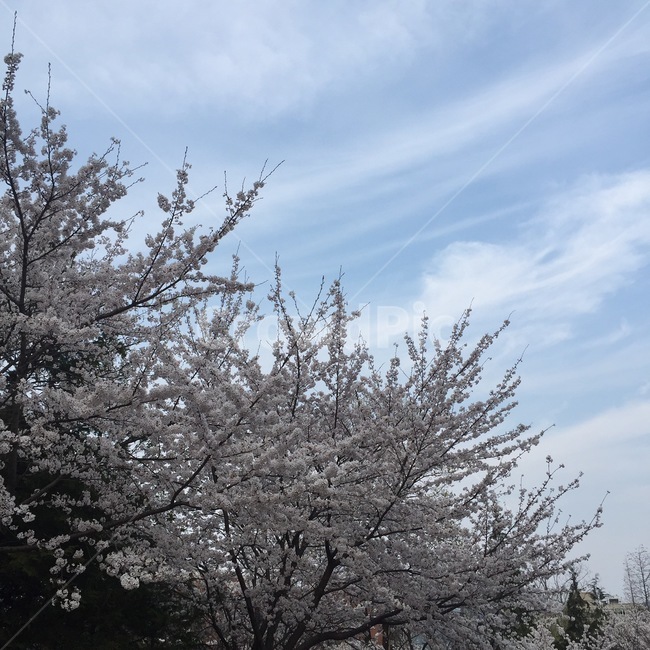 꽃,벚꽃,하늘,벚나무,벚꽃나무,식물,자연,plants,nature,꽃,flower,나무,trees,wood