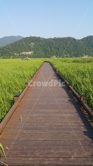 bridge,다리,산책로,boardwalk,길