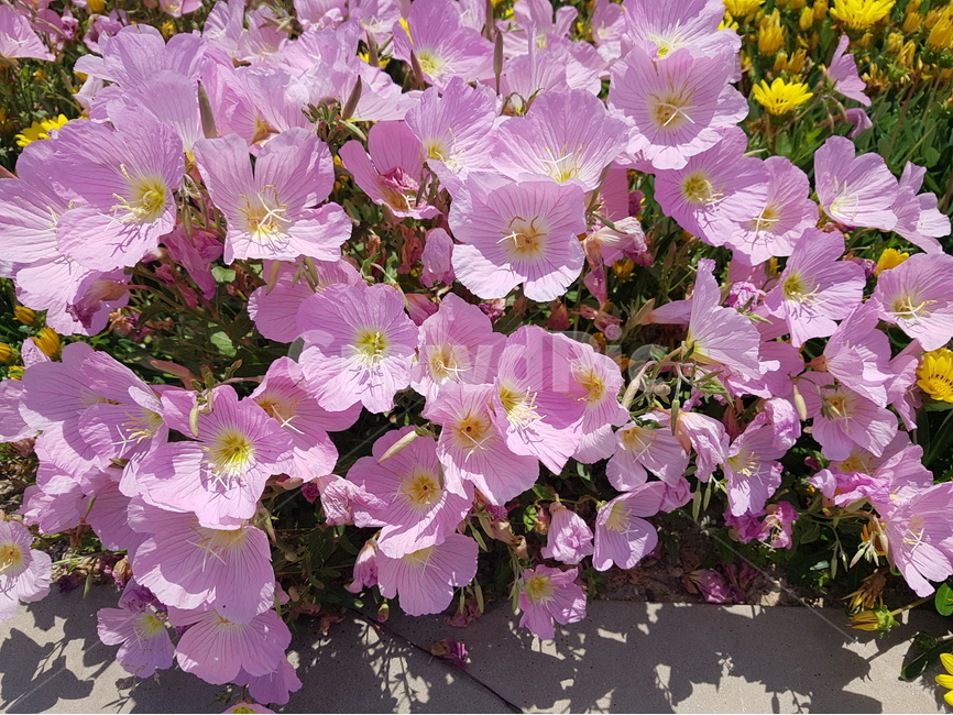 꽃,들꽃,자연,싱그러움,푸르름,식물,자연,plants,nature,꽃,flower