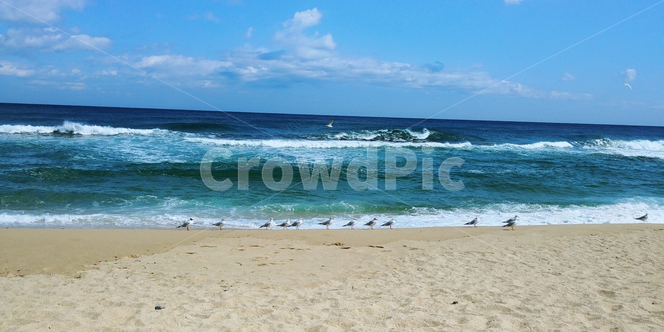 바다,파도,갈매기,해변,강릉,자연,풍경,nature,landscape,해변,바다,beach,sea,동물,animal,조류,새,birds,ocean,대양,outdoors,옥외,water,물