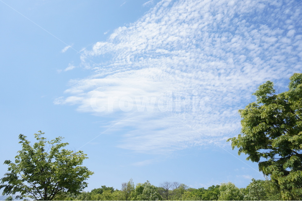 봄,상림공원,나무,초록,하늘,시원시원,상쾌,산책,자연,풍경,nature,landscape,tree,plant,식물,outdoors,옥외