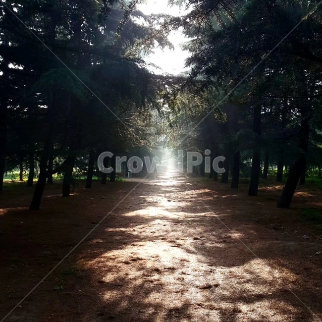 숲,오솔길,햇빛,빛내림,고요한,자연,풍경,숲길,자연,풍경,nature,landscape,tree,나무,plant,식물,light,빛,flare,플레어