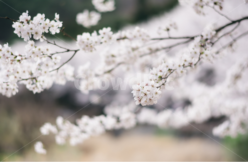 spring flowers,spring,Cherry Blossom,spring outing,flower