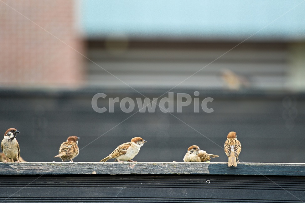 참새,새,조류,야생,공원,작은새,동물,animal,조류,새,birds