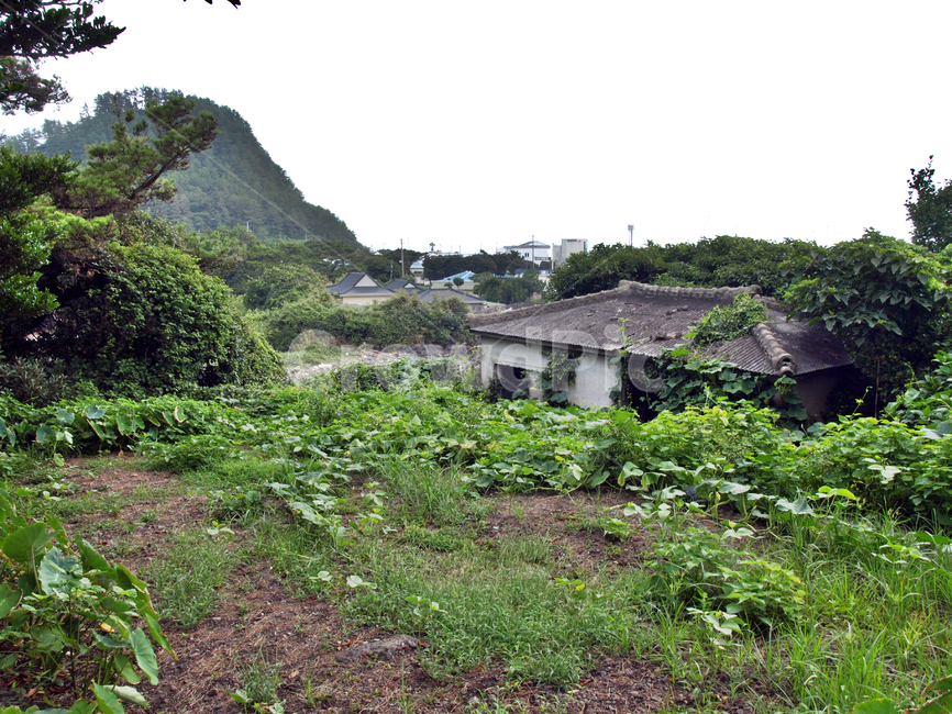 폐가,제지기오름,오름,올레6코스,올레길,제주,서귀포시,시골,마을,풍경,landscape,country,rural,town