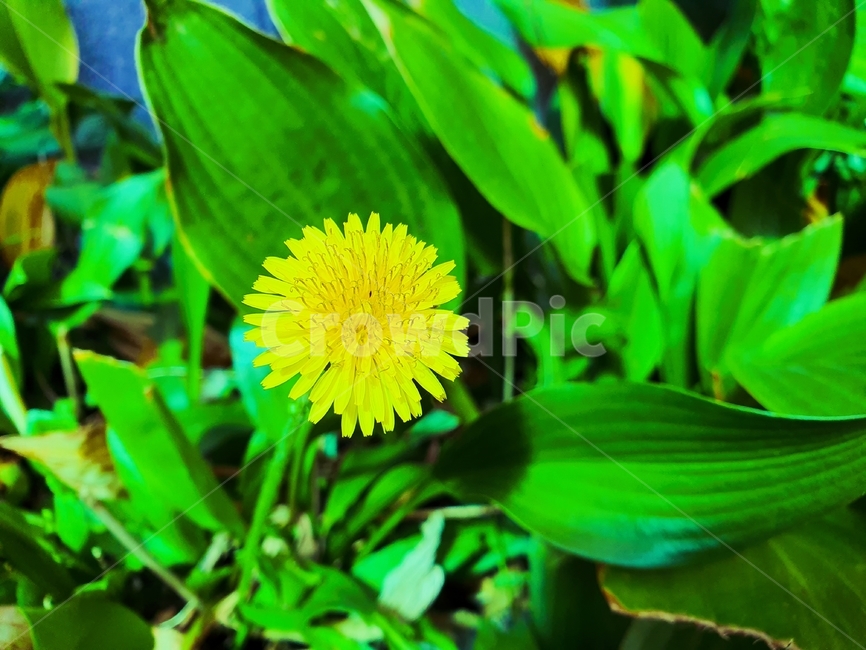 flower,식물,꽃,민들레,민들레꽃,식물,자연,plants,nature,꽃,flower