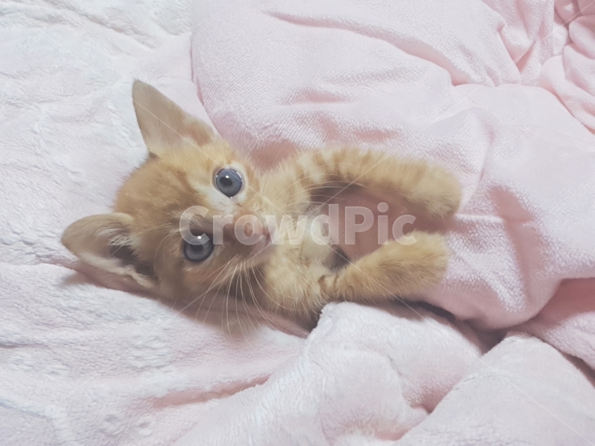 동물,고양이,아기고양이,집,cat
