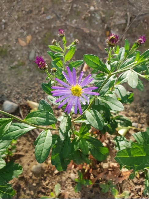 꽃,흙,햇살,보라,자연,힐링,봉우리,식물,자연,plants,nature,꽃,flower