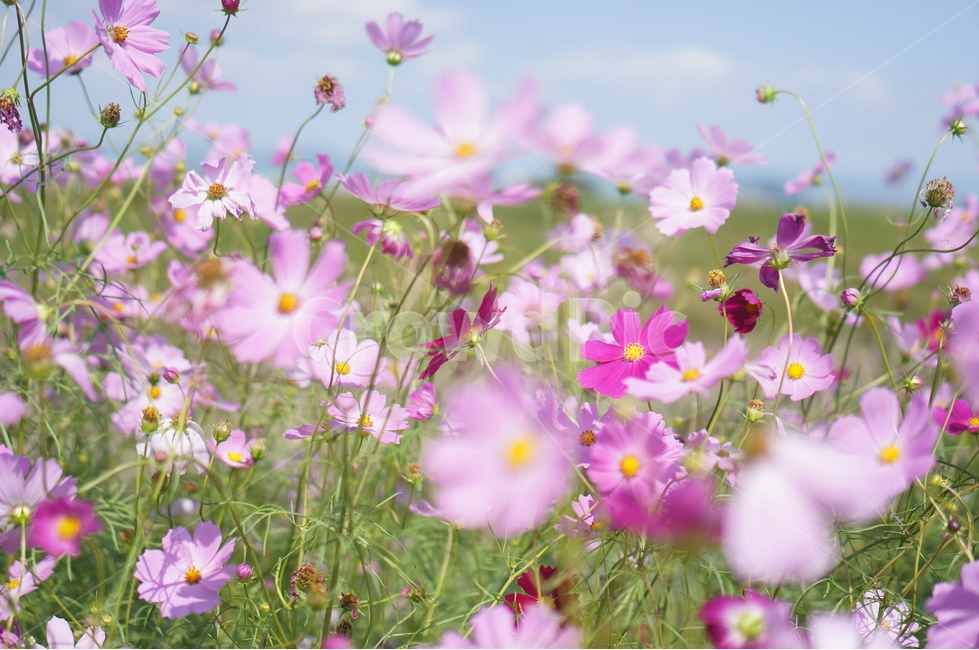 꽃,코스모스,식물,가을,분홍색,가을,계절,fall,autumn,season,식물,자연,plants,nature,꽃,flower,spring,봄,plant