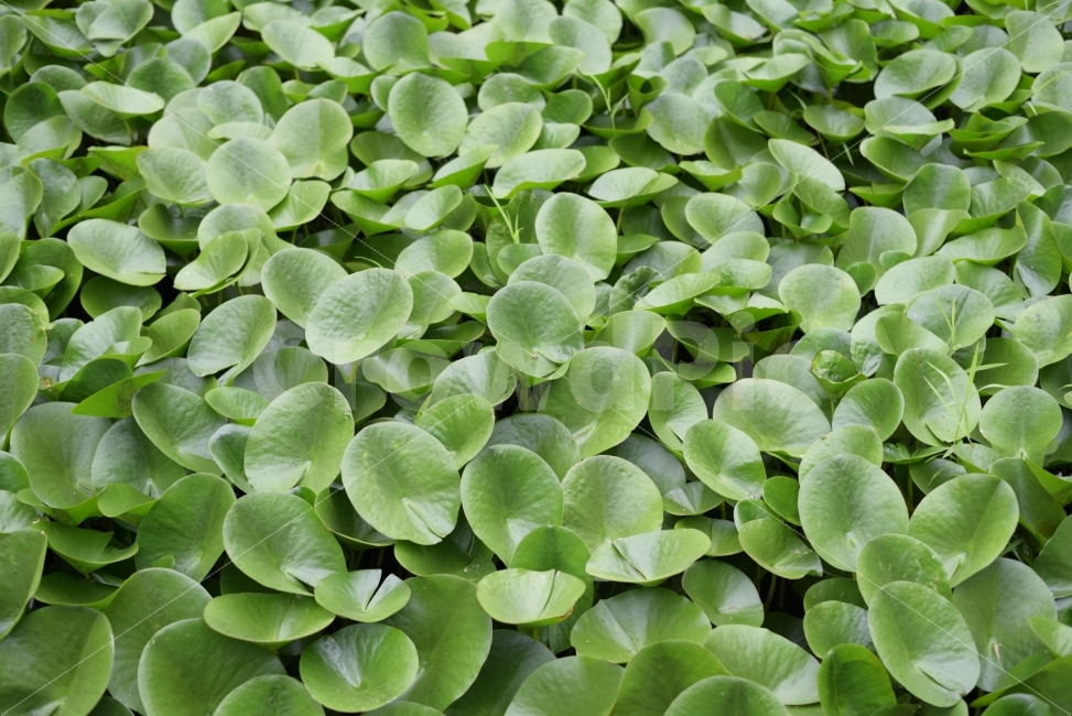 꽃,식물,자연,풍경,여름,연잎,flower,자연풍경,초록,식물,자연,plants,nature