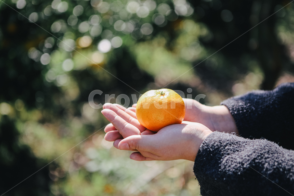 plant,식물,fruit,과일,food,음식,citrusfruit,감귤류과일,귤,감귤,손,hand,음식,식재료,요리,food,cook,meal,dishes,food reserves,과일,열매,fruit