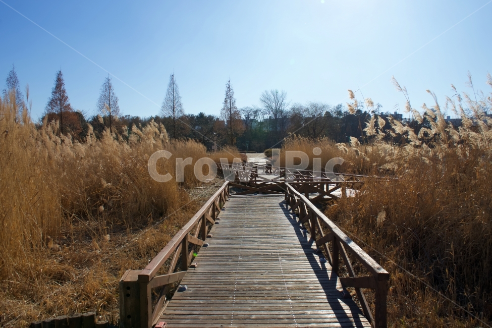 다리,풍경,겨울,갈대,갈색,겨울,계절,winter,season,자연,풍경,nature,landscape,boardwalk,산책로,bridge,building,건물