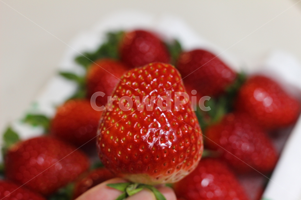 fruit,딸기,과일,strawberry,제철과일,제철음식,스트로베리,디저트,간식,비타민,식품,신선함,신선하다,신선한과일,제철,열매,음식,food,cook,식물,음식,식재료,요리,food,cook,meal,dishes,food reserves,과일,열매,fruit